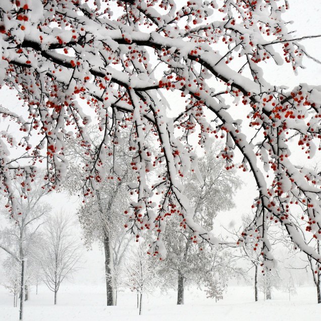 winter_crabapple