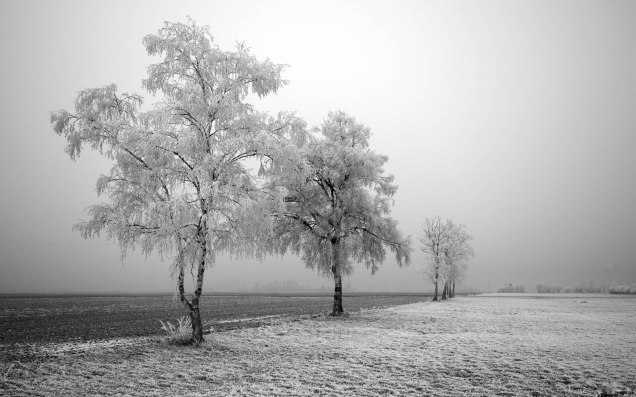 winter_field